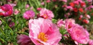 Портулак крупноцветковый (Portulaca grandiflora)