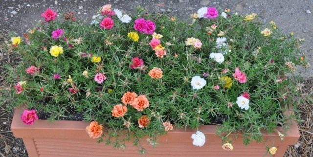 Портулак крупноцветковый (Portulaca grandiflora) Портулак крупноцветковый (Portulaca grandiflora)