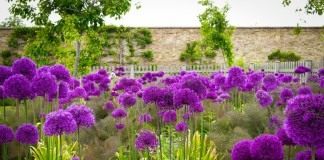 Лук голландский 'Purple Sensation'