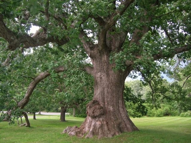 Дуб белый (Quercus alba) Дуб белый (Quercus alba)