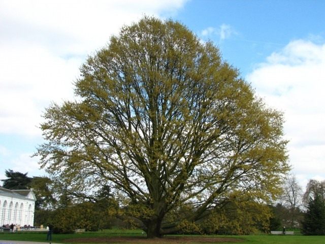 Дуб каштанолистный (Quercus castaneifolia) Дуб каштанолистный (Quercus castaneifolia)
