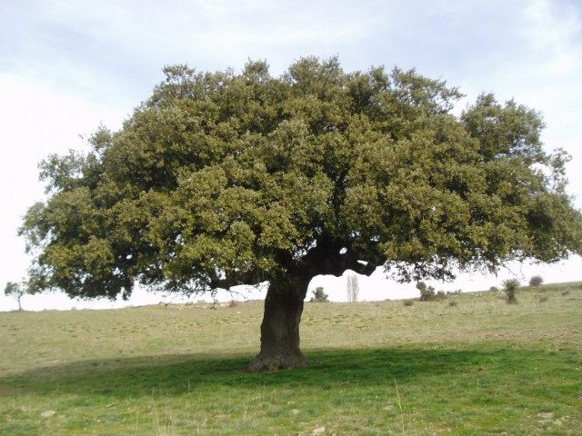 Дуб каменный (Quercus ilex) Дуб каменный (Quercus ilex)