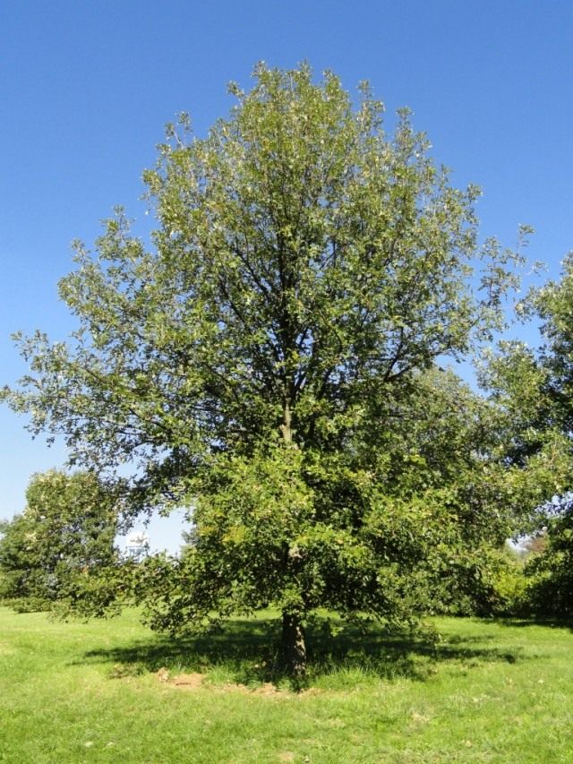 Дуб крупноплодный (Quercus macrocarpa) Дуб крупноплодный (Quercus macrocarpa)