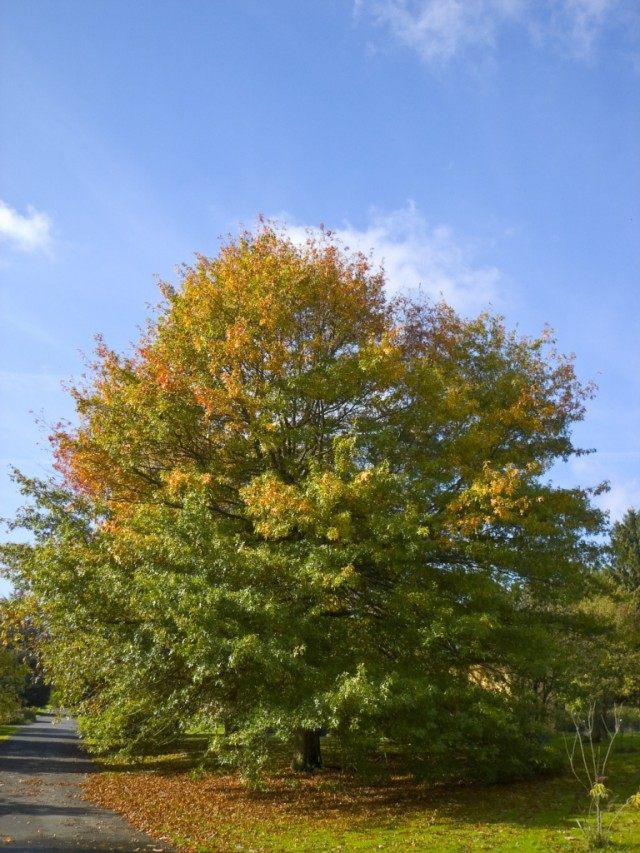 Дуб болотный (Quercus palustris) Дуб болотный (Quercus palustris)