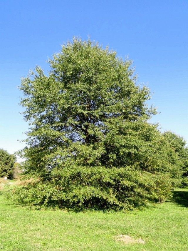 Дуб иволистный (Quercus phellos) Дуб иволистный (Quercus phellos)