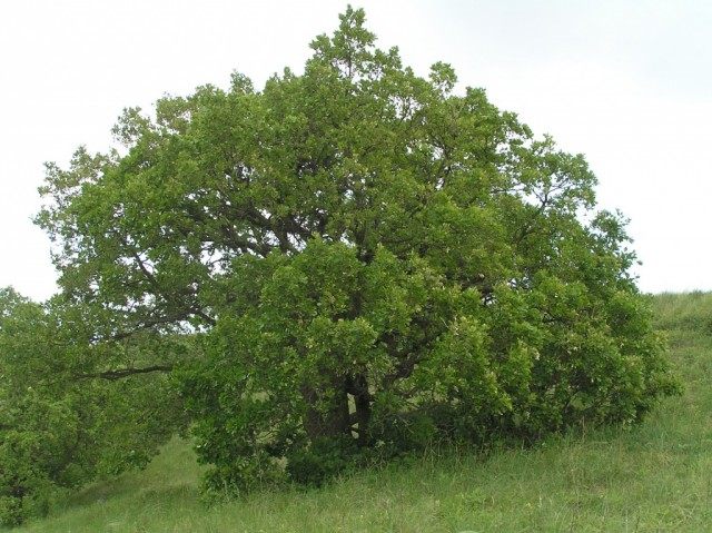 Дуб пушистый (Quercus pubescens) Дуб пушистый (Quercus pubescens)