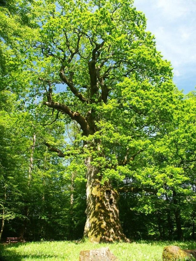 Дуб черешчатый (Quercus robur) Дуб черешчатый (Quercus robur)