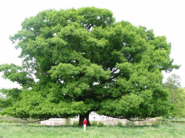 Дуб красный (Quercus rubra) Дуб красный (Quercus rubra)