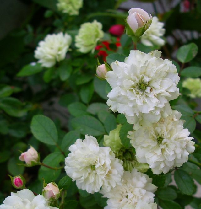 Если у вас есть возможность и желание нянчиться с миниатюрными розами, они будут прекрасно цвести на подоконнике в течение всего года