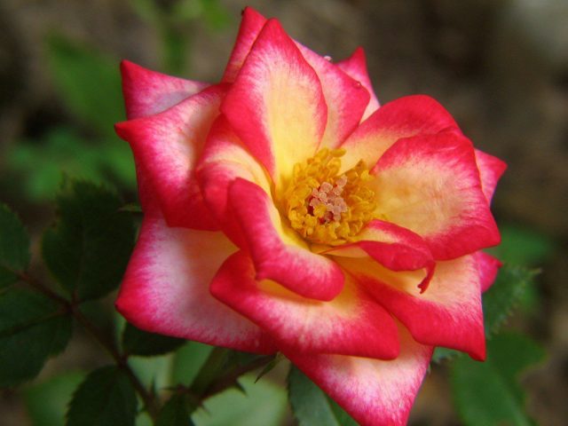 Миниатюрная роза (Rosa minima) Миниатюрная роза (Rosa minima)