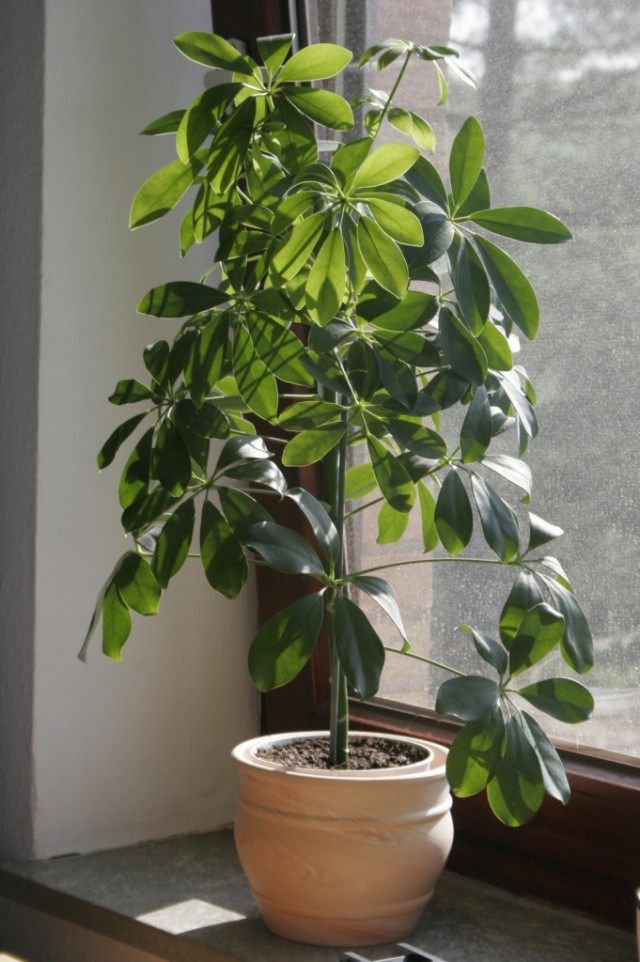 Шеффлера (Schefflera) Шеффлера (Schefflera)