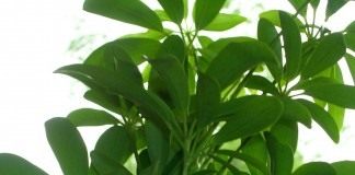 Шеффлера древовидная (Schefflera arboricola)