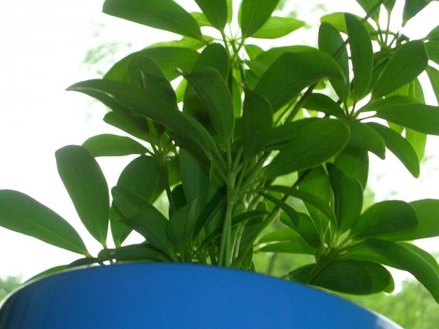 Шеффлера древовидная (Schefflera arboricola) Шеффлера древовидная (Schefflera arboricola)