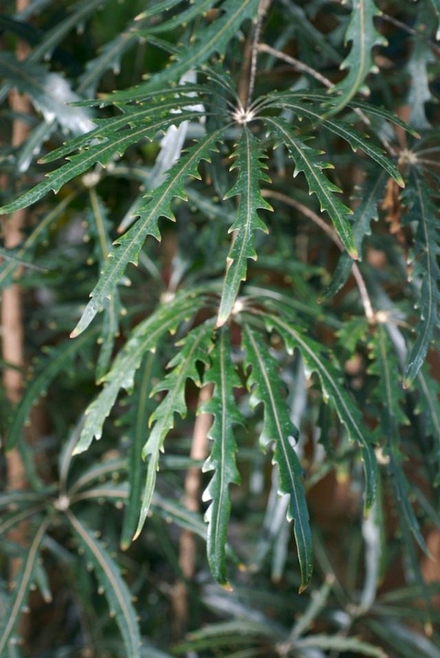 Шеффлера изящнейшая (Schefflera elegantissima) Шеффлера изящнейшая (Schefflera elegantissima)