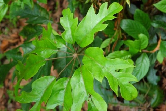 Шеффлера восьмилисточковая (Schefflera octophylla) Шеффлера восьмилисточковая (Schefflera octophylla)