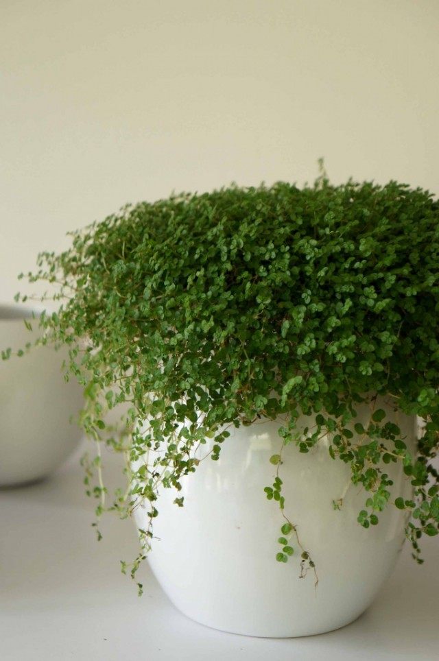 Солейролия Солейроля (Soleirolia soleirolii) Солейролия Солейроля (Soleirolia soleirolii)