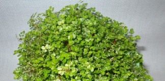Солейролия Солейроля (Soleirolia soleirolii)