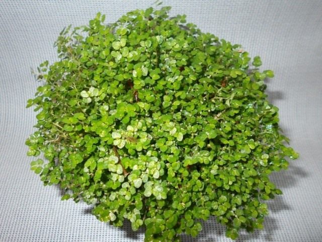 Солейролия Солейроля (Soleirolia soleirolii) Солейролия Солейроля (Soleirolia soleirolii)