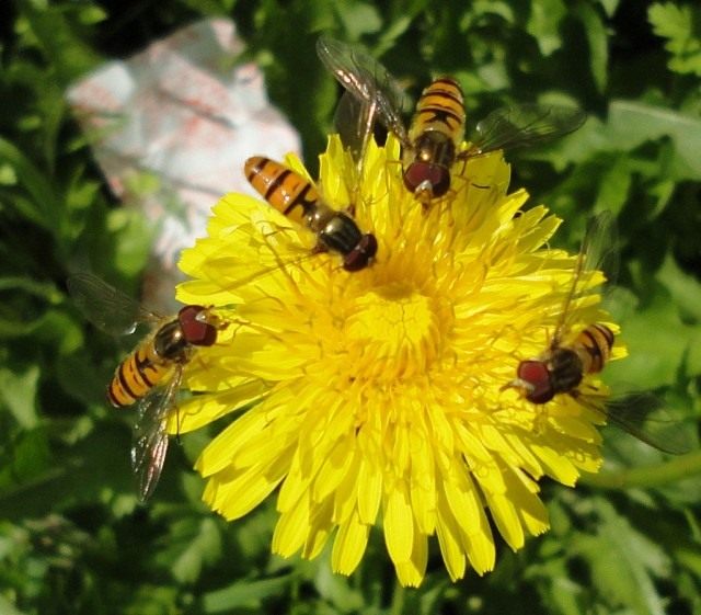 Журчалки (Syrphidae) Журчалки (Syrphidae)