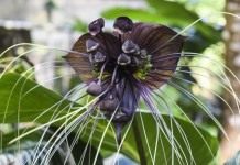 Такка Шантрье (Tacca chantrieri)