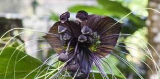 Такка Шантрье (Tacca chantrieri)