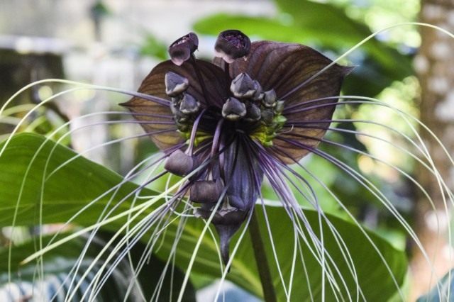 Такка Шантрье (Tacca chantrieri) Такка Шантрье (Tacca chantrieri)