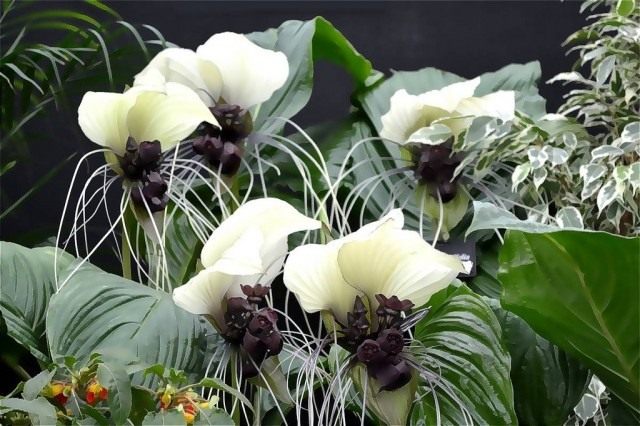 Такка цельнолистная (Tacca integrifolia) Такка цельнолистная (Tacca integrifolia)