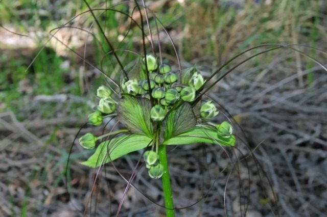 Такка перистонадрезанная, или такка леонтолепестковидная (Tacca leontopetaloides) Такка перистонадрезанная, или такка леонтолепестковидная (Tacca leontopetaloides)