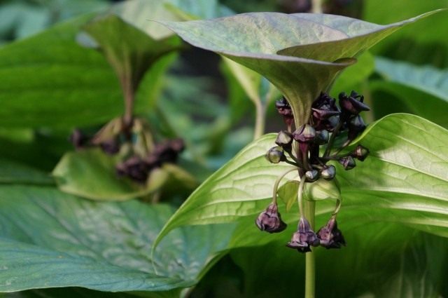 Такка пальчатонадрезная (Tacca palmatifida) Такка пальчатонадрезная (Tacca palmatifida)