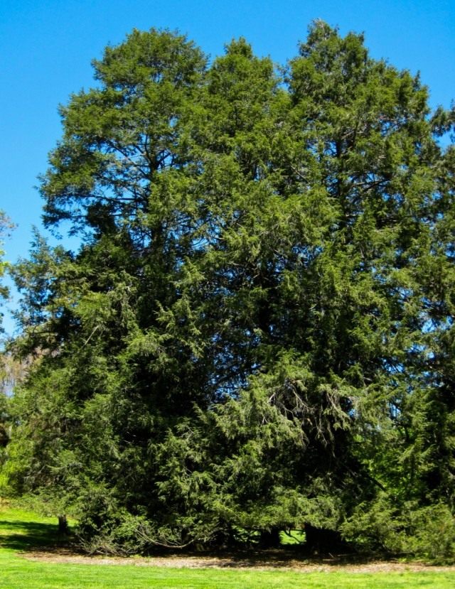 Тсуга канадская (Tsuga canadensis) Тсуга канадская (Tsuga canadensis)