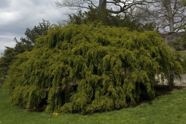 Тсуга канадская "Pendula" (Tsuga canadensis) Тсуга канадская "Pendula" (Tsuga canadensis)