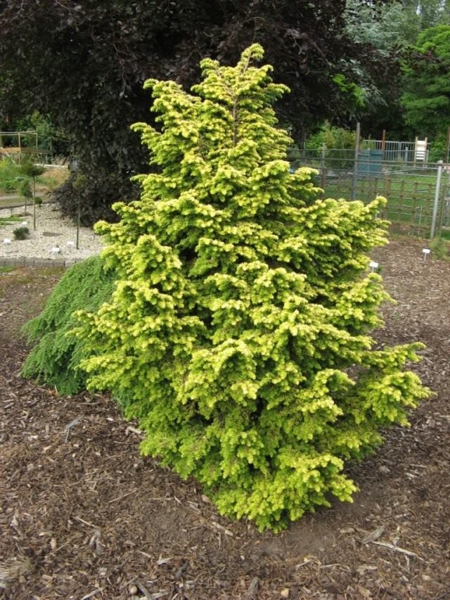 Тсуга каролинская "Everitt Golden"(Tsuga caroliniana) Тсуга каролинская "Everitt Golden"(Tsuga caroliniana)