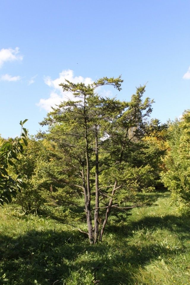 Тсуга разнолистная (Tsuga diversifolia) Тсуга разнолистная (Tsuga diversifolia)