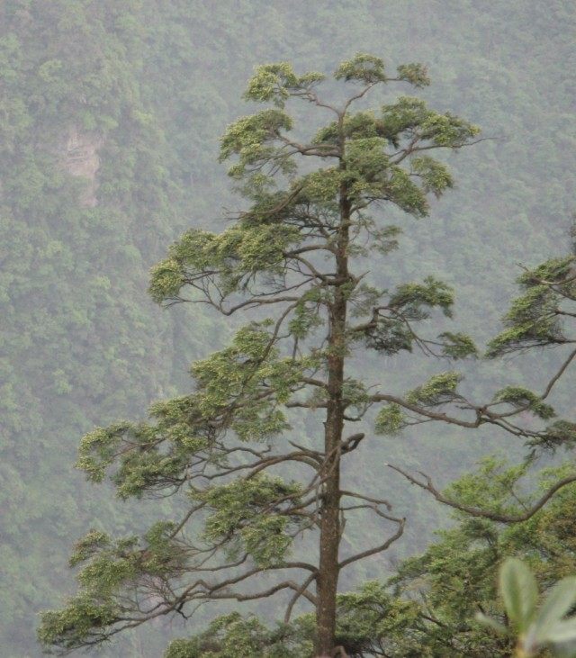 Тсуга гималайская (Tsuga dumosa) Тсуга гималайская (Tsuga dumosa)