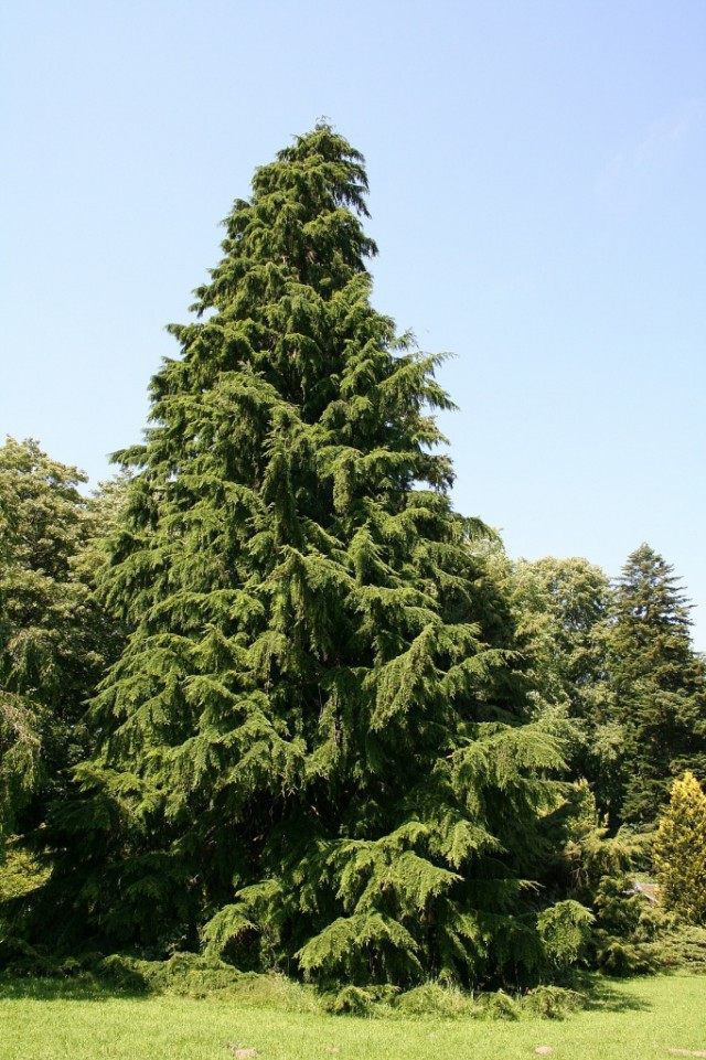 Тсуга западная "Pendula" (Tsuga heterophylla) Тсуга западная "Pendula" (Tsuga heterophylla)