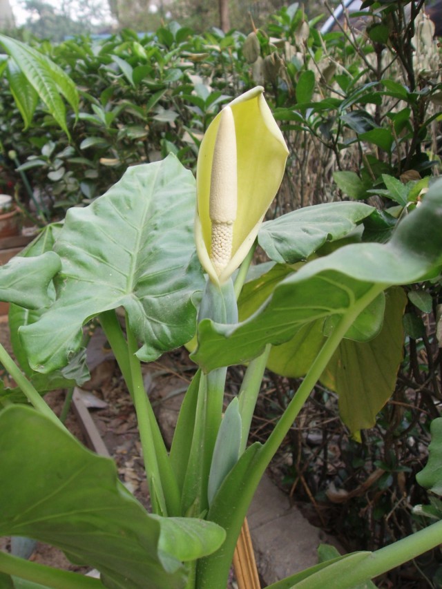 Алоказия крупнокорневая (Alocasia macrorrhizos) Алоказия крупнокорневая (Alocasia macrorrhizos)