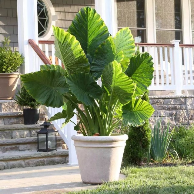 Алоказия пахучая (Alocasia odora) Алоказия пахучая (Alocasia odora)