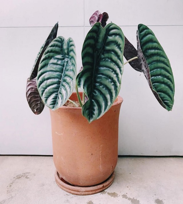 Алоказия медно-красная (Alocasia cuprea) Алоказия медно-красная (Alocasia cuprea)