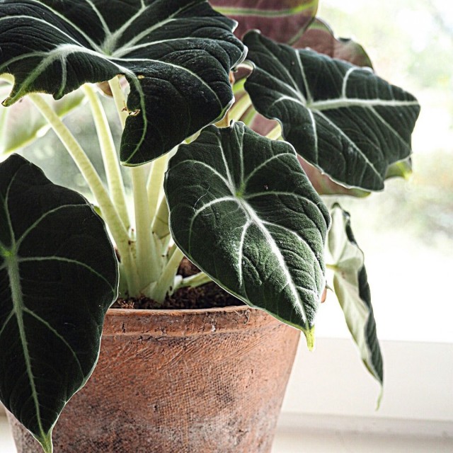 Alocasia Black Velvet Alocasia Black Velvet