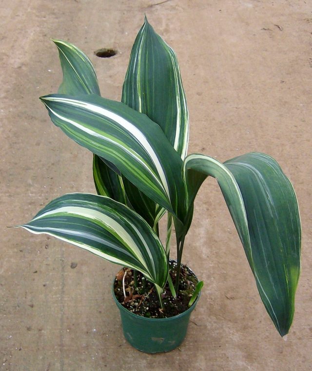 Аспидистра (Aspidistra) Аспидистра (Aspidistra)