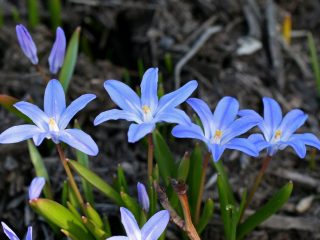 Хионодокса Люцилии (Chionodoxa luciliae) Хионодокса Люцилии (Chionodoxa luciliae)