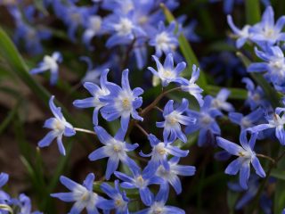 Хионодокса сардинская, или сардская (Chionodoxa sardensis) Хионодокса сардинская, или сардская (Chionodoxa sardensis)