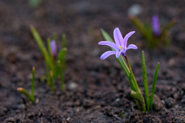 При грунтовом посеве семян молодые хионодоксы (Chionodoxa) зацветают на 3-4 год. При грунтовом посеве семян молодые хионодоксы (Chionodoxa) зацветают на 3-4 год.