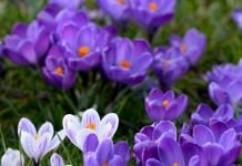 Шафран, крокус (Crocus)