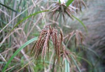 Сыть, или Ситовник, или Циперус (лат. Cyperus)