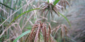 Сыть, или Ситовник, или Циперус (лат. Cyperus)