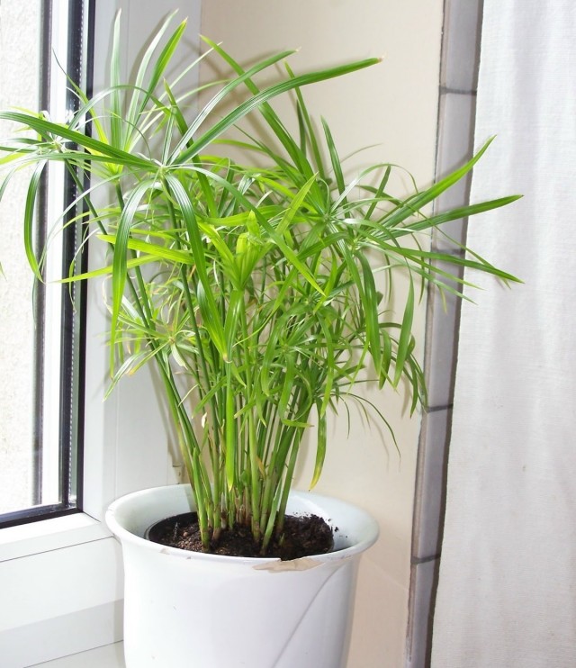 Циперус папирус (Cyperus papyrus) Циперус папирус (Cyperus papyrus)