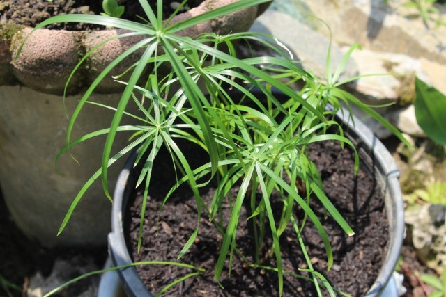 Циперус зонтичный (Cyperus alternifolius) Циперус зонтичный (Cyperus alternifolius)