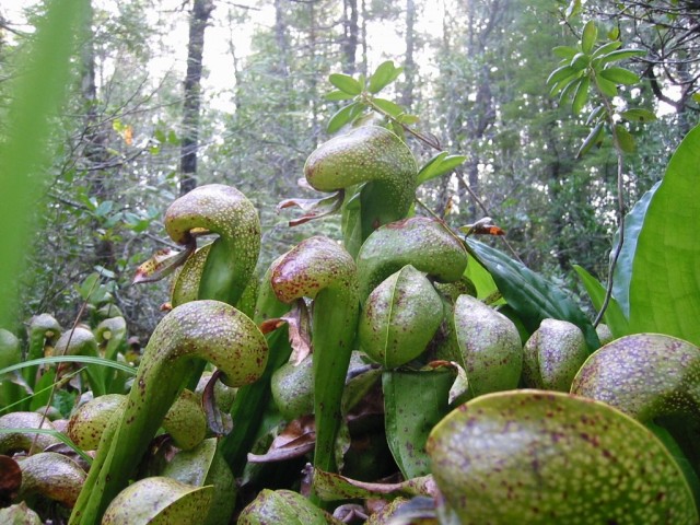 Дарлингтония (Darlingtonia) Дарлингтония (Darlingtonia)