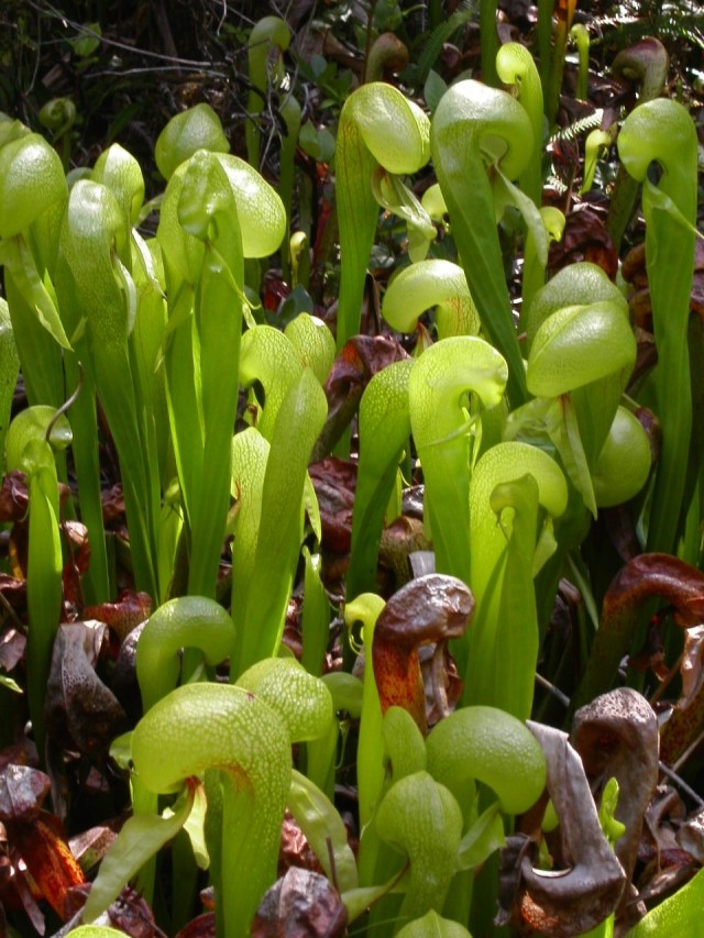 Дарлингтония калифорнийская (Darlingtonia californica) Дарлингтония калифорнийская (Darlingtonia californica)